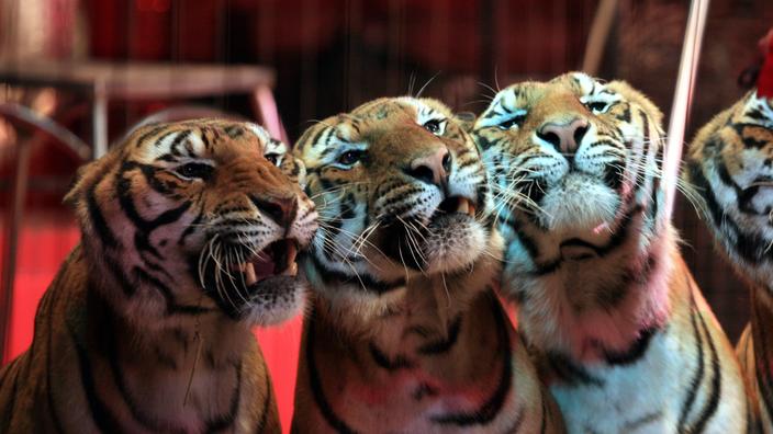 Que pensez-vous de la fin des animaux sauvages dans les cirques et les delphinariums ?