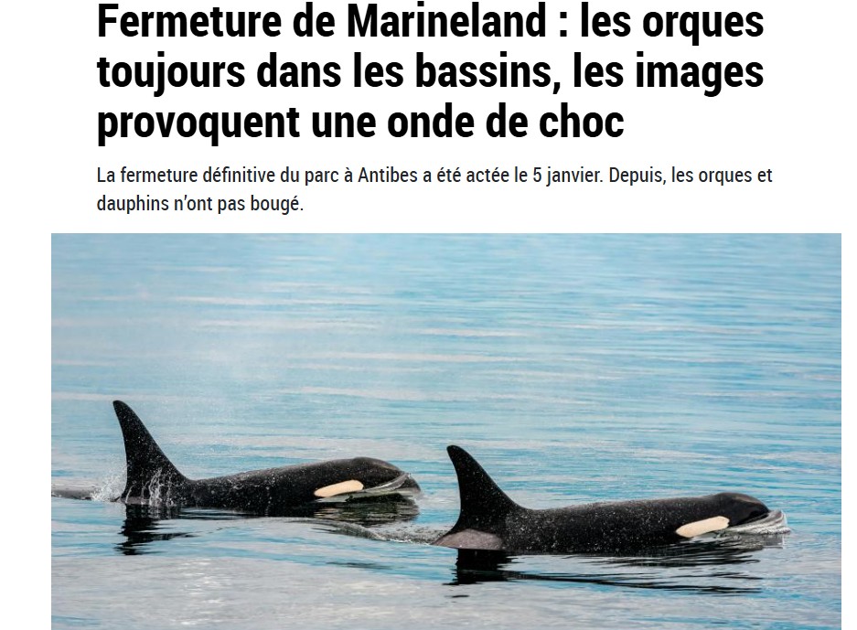 pour moi faire une loi pour le bien être animal c'est bien mais est que il faut aussi penser aussi au futur des animaux